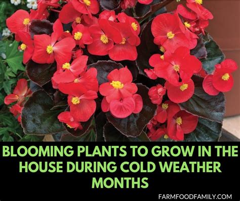 11 Flowers That Survive In Winter Blooming Plants To