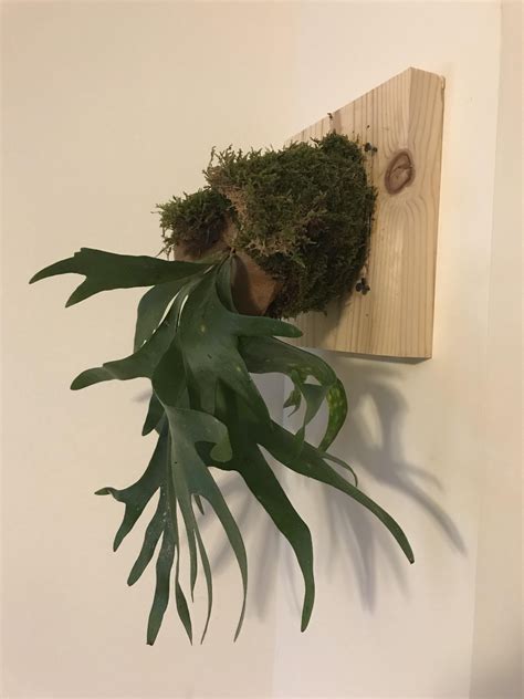 Found this gorgeous piece of cedar today and finally got around to mounting my first staghorn fern! Finally got around to mounting my staghorn fern. # ...