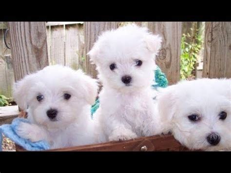 Our maltese puppies for sale are highly intelligent, animated and playful. Maltese Puppies For Sale Or Adoption - YouTube