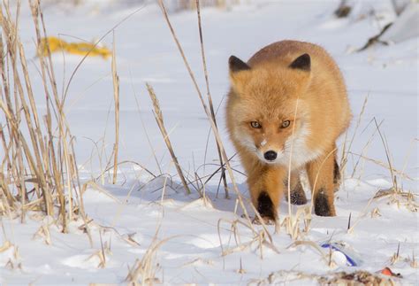 Weedons World Of Nature Red Fox Eastern Hokkaido