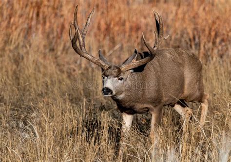 A Massive Mule Deer Buck In A Field During Autumn Stock Photo Image