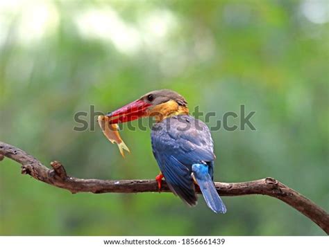 Kingfisher Birds Eat Fish On Branch Stock Photo 1856661439 Shutterstock