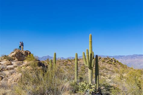 220203 Saguaro National Park Tucson Arizona Rzc9174 Grasping For