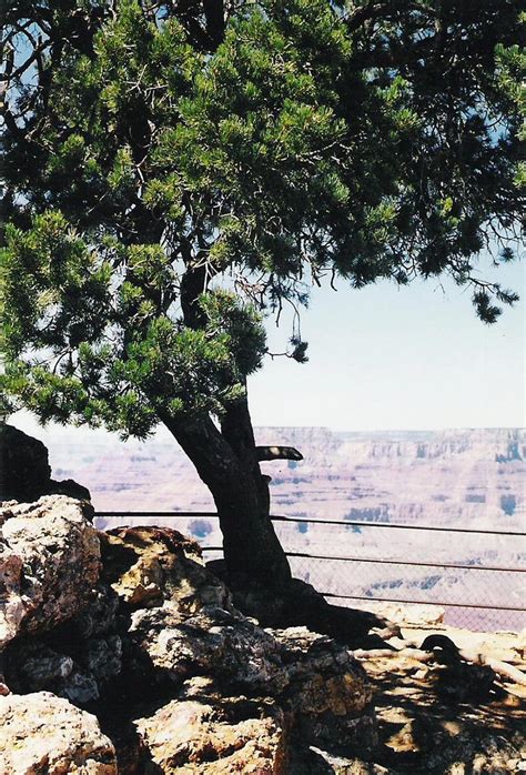 Pinyon Pine Tree Grand Canyon Carol ~ Cap Flickr
