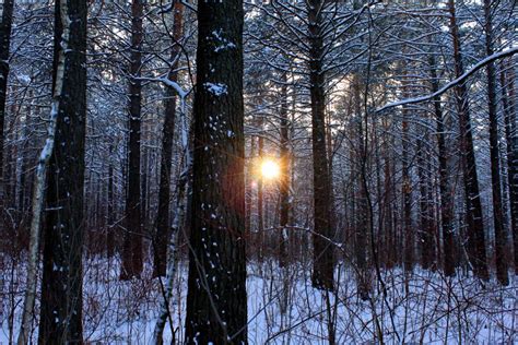 Nature Landscapes Trees Forests Winter Snow Seasons Sun Sunlight
