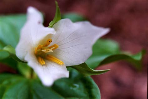 Seinet Portal Network Trillium Ovatum