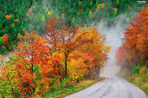 Autumn Way Trees Fog Forest Color Viewes Beautiful Views
