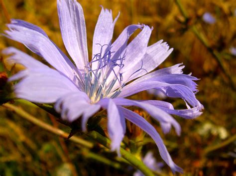 Wild Blue Flower Free Image Download