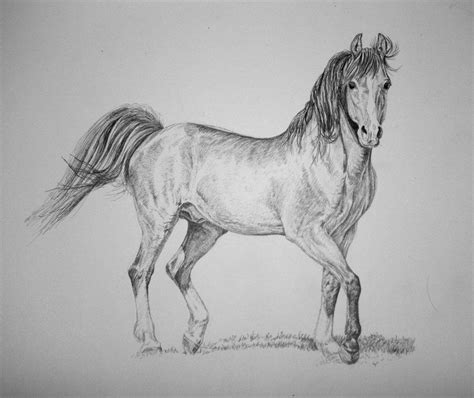 Pencil Horse Drawing By Sunwolf29 On Deviantart Horse Drawings