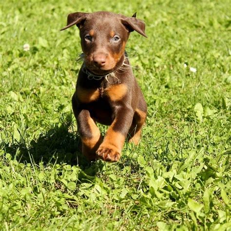 100 Most Popular Doberman Pinscher Dog Names