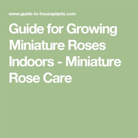 Guide For Growing Miniature Roses Indoors Miniature Rose Care Rose