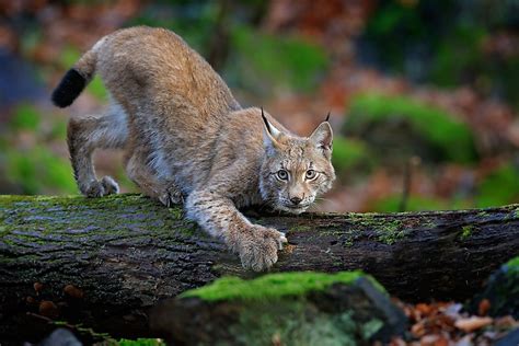 The Three Wild Cats Found In Europe Worldatlas