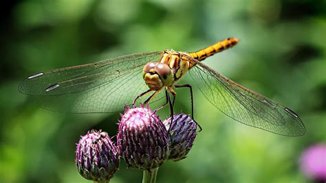 Wallpaper Dragonfly Insect Flower Hd Widescreen High Definition