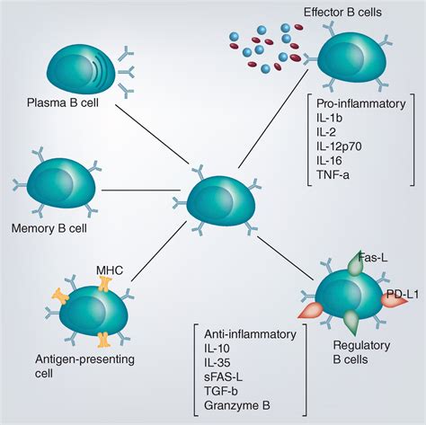 Effect Of Binding Immunoglobulin Protein On Induction Of Regulatory B