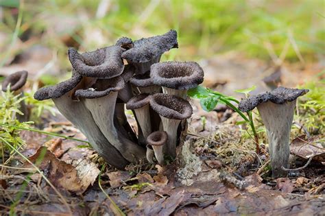 Horn Of Plenty Black Trumpet Black Chanterelle Craterellus