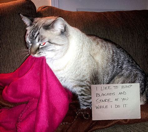 Owners Expose Their Cats Naughty Antics On Social Media Daily Mail Online
