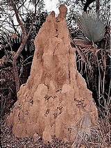 Photos of Itu Termite