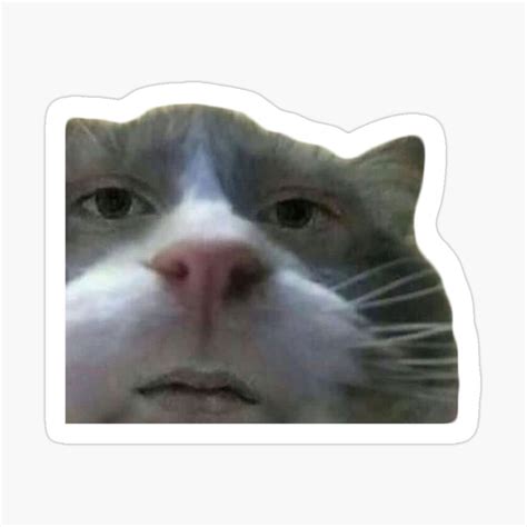 20 Cats With Human Faces Meme