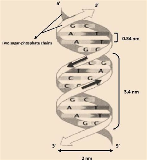 Tertiary Dna Structure As Represented In Watson And Cricks Model Is A