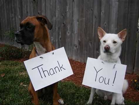 Top 10 Images Of Dogs Saying Thank You