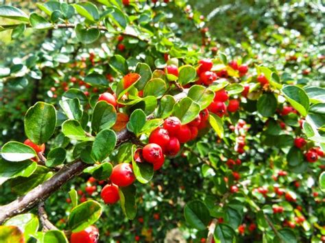 Hawthorn may have a role as adjunctive therapy in mild heart failure and exhibits some advantages over digoxin. Hawthorn Trees | LoveToKnow