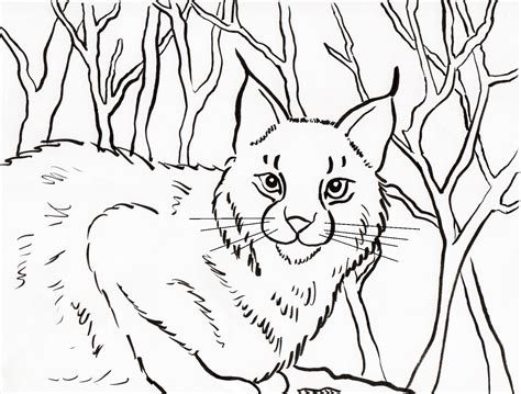 Bobcat Coloring Pages At Free Printable Colorings