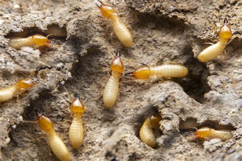 The Truth About Termites In Florida And What You Need To Know Drive