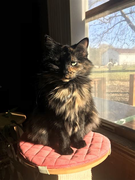 Sun Kitty Sookie Soaking Up Some Sun Rays Rcats