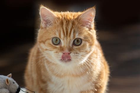 Red British Shorthair Kitten Cat Free Photo On Pixabay