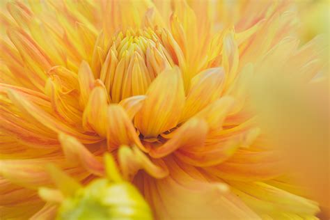 Joanne Maly 21 Beautiful Macro Photos Of Flowers That