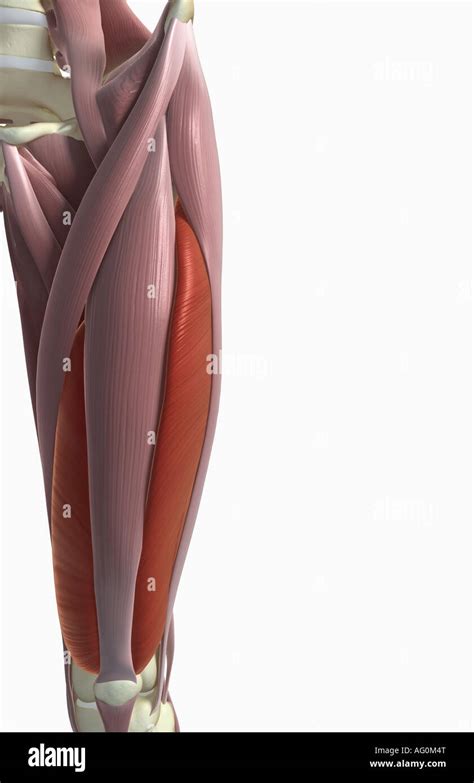 Los Músculos Del Muslo Fotografía De Stock Alamy