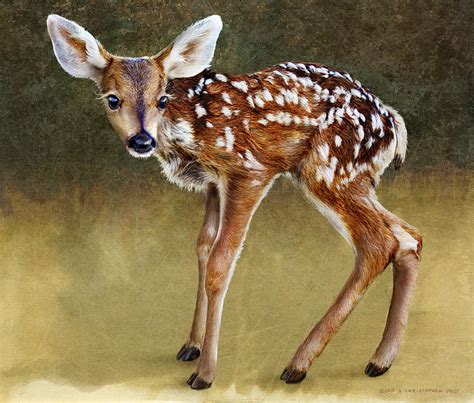 Wobbly Baby Fawn Deer Portrait 2 Photograph By R Christopher Vest