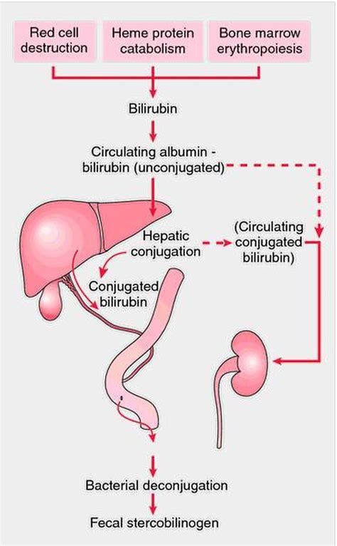 My values in march of 07 were: Pictures Of Liver - Bilirubin