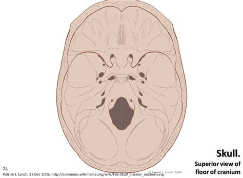 Skull Diagram Superior View Of Floor Of Cranium Axial S Flickr