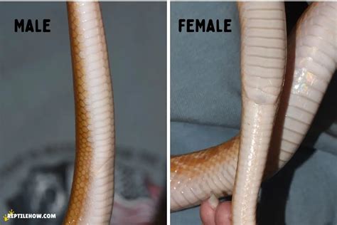 How Do Snakes Mate With Pictures