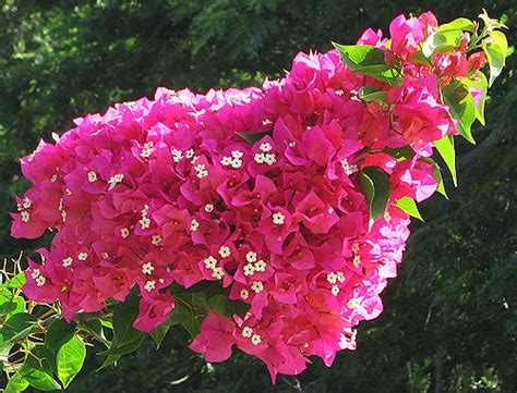 Take virtual tours, view property details & get home pricing information at realtor.com®. This is the bougainvllea page of our A to Z garden guide ...