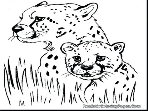 Cheetah Cub Coloring Pages At Free Printable