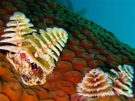 Reef1071 Christmas Tree Worms Genus Spirobranchus On Sta Flickr