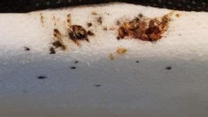 Bed bugs are becoming more and more common, but people still don't know a lot about them. Bed Bug Control Service in Mumbai, Bed Bugs Removal ...