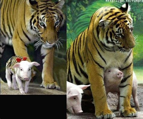 Mother Tiger And Her Pig Cubs