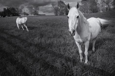Closeup Grayscale Shot Of Horses In The Barn Under A Cloudy Sky Stock