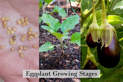 Eggplant Growing Stages 7 Steps From Seed To Harvest