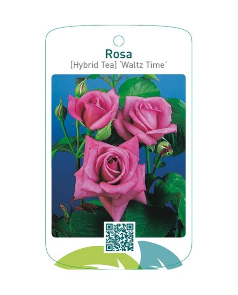 Etiquetas De Rosa Hybrid Tea ‘waltz Time