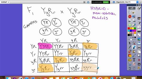 To draw a square, write all possible allele combinations one parent can a commonly discussed punnett square is the dihybrid cross. punnett square notes 2 - YouTube