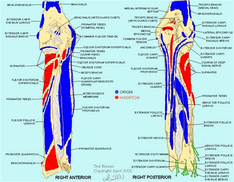 There is a printable worksheet available for download here so you can take the quiz with pen and paper. image010.gif (875×680) | Muscle, Body map, Massage therapist