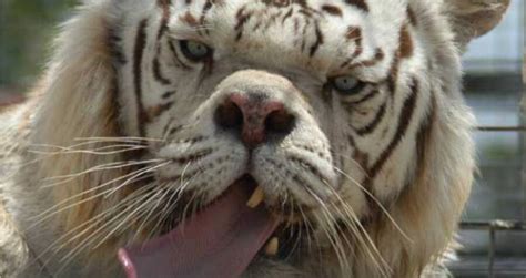 The Tragedy Of Kenny The Supposed White Tiger With Down Syndrome