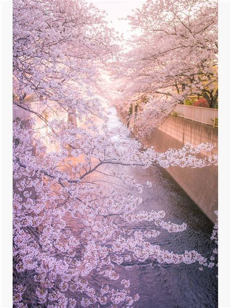 Sakura Tree Over Kanda Gawa River Poster By Tokyoluv Redbubble