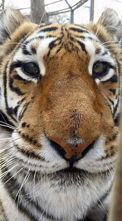 Pin By Kathy Powell Frye On Tiger My Favorite Animal
