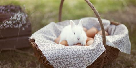 How The Humble Rabbit Became The Easter Bunny Huffpost Uk