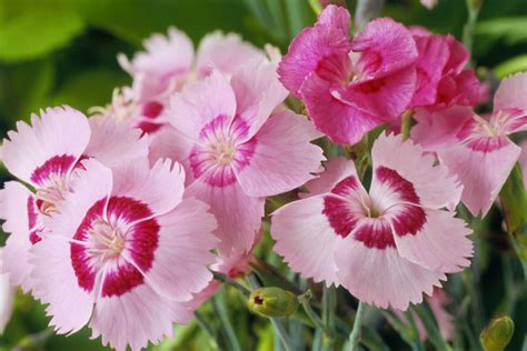 Best Fragrant Flowers To Grow In Your Garden